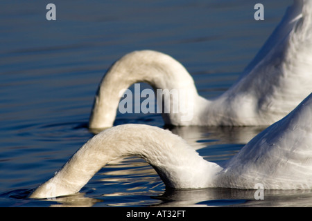 Una coppia di cigni (Cygnus olor) con le teste sotto l'acqua Foto Stock