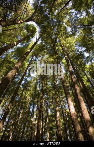 Sitka abete rosso Picea sitchensis Willowbrae trail Pacific Rim national park riserva isola di Vancouver in Canada Foto Stock