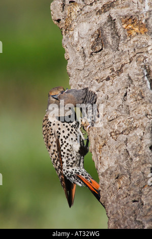 Northern Flicker Colaptes auratus rosso scopare forma femmina di alimentazione dei giovani nella cavità di nidificazione del Rocky Mountain NP Colorado Foto Stock