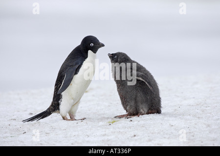 Adelie Penguin in Antartide Foto Stock