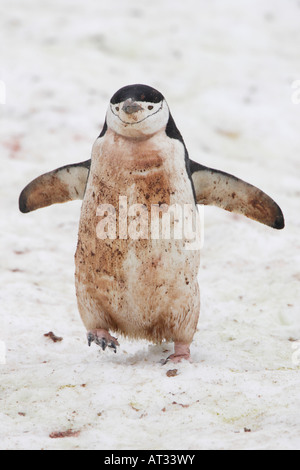 Di pinguini dal sottogola in Antartide Foto Stock