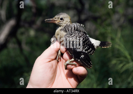 Biologo della fauna selvatica di bande e condurre la ricerca su Golden-Picchio fronteggiata la Contea di Willacy Rio Grande Valley Texas USA Foto Stock