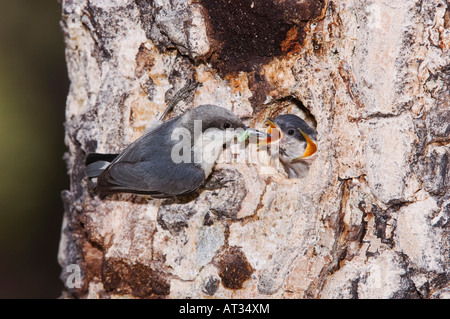 Pigmeo di picchio muratore Sitta pygmaea adulto alimentazione dei giovani a cavità di nidificazione in pino Rocky Mountain National Park Colorado USA Foto Stock