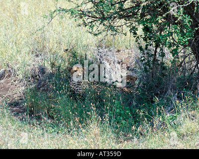 Coppia di ghepardi Acinonyx jubatus riposa all'ombra sotto un albero del Parco Nazionale di Nairobi Kenya Africa Foto Stock