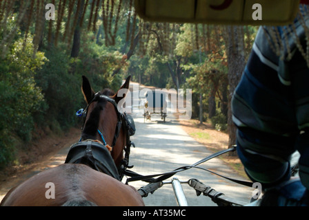 Carrozza a cavalli su Princes' Heybeliada isola nei pressi di Istanbul, Turchia Foto Stock