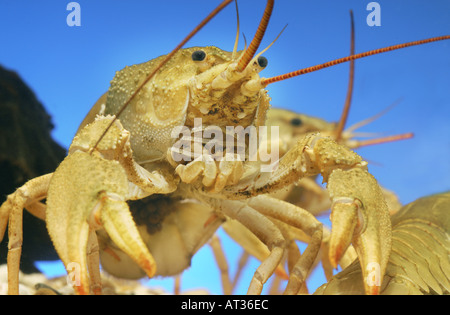 Dolce vita gamberi aragosta Flusskrebs Astacus Orconectes virilis Foto Stock