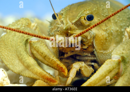Dolce vita gamberi aragosta Flusskrebs Astacus Orconectes virilis sotto acqua underwater Foto Stock
