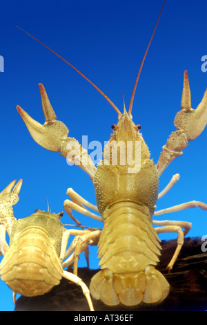 Dolce vita gamberi aragosta Flusskrebs Astacus Orconectes virilis Foto Stock