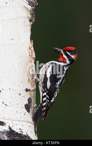 Rosso-naped Sapsucker Sphyrapicus nuchalis maschio adulto con la preda su Aspen Tree Rocky Mountain National Park Colorado USA Giugno 2007 Foto Stock