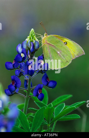 Arancione Colias zolfo eurytheme adulti sul Texas Bluebonnet Lupinus texensis Lago Corpus Christi Texas USA Aprile 2003 Foto Stock