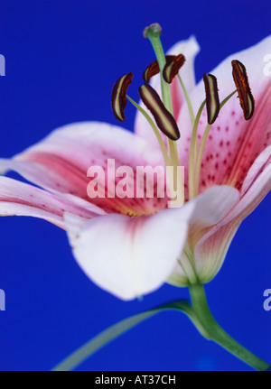 Una rosa e bianco fiore di giglio Foto Stock