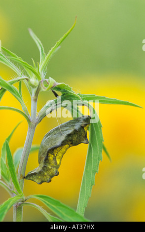 A coda di rondine Pipevine Battus philenor pupa saldatore Wildlife Refuge Sinton Texas USA Maggio 2005 Foto Stock