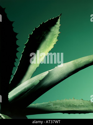 Un aloe vera pianta, close-up Foto Stock