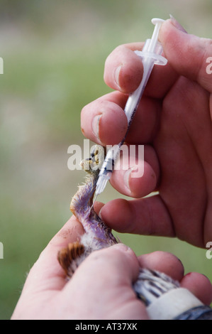 Biologo della fauna selvatica di bande e condurre la ricerca su Pygmy-Owl tenendo il campione di sangue La Contea di Willacy Rio Grande Valley Texas USA Foto Stock