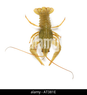 1 uno di acqua dolce gambero vivente aragosta Flusskrebs Astacus Orconectes virilis solo singolo solista Foto Stock