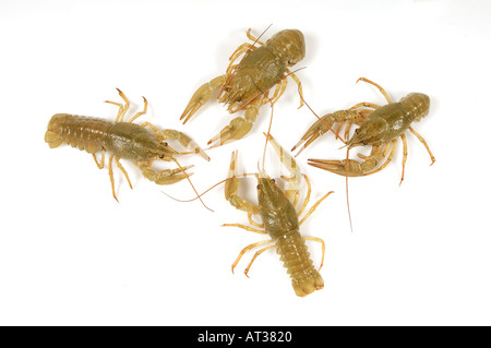 4 4 di acqua dolce gambero vivente aragosta Flusskrebs Astacus Orconectes virilis Foto Stock
