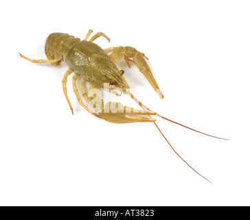 1 uno di acqua dolce gambero vivente aragosta Flusskrebs Astacus Orconectes virilis solo singolo solista Foto Stock