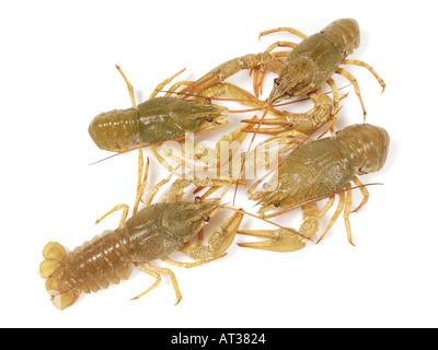4 4 di acqua dolce gambero vivente aragosta Flusskrebs Astacus Orconectes virilis Foto Stock