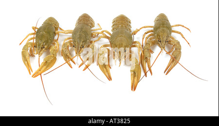 4 4 di acqua dolce gambero vivente aragosta Flusskrebs Astacus Orconectes virilis il cancro Foto Stock