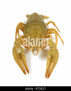 1 uno di acqua dolce gambero vivente aragosta Flusskrebs Astacus Orconectes virilis il cancro Foto Stock
