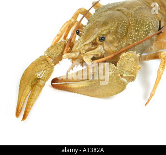 1 uno di acqua dolce gambero vivente aragosta Flusskrebs Astacus Orconectes virilis il cancro Foto Stock