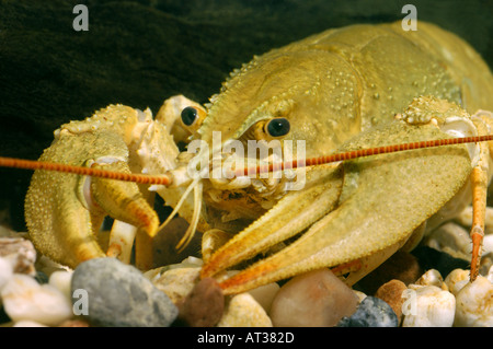 1 uno di acqua dolce gambero vivente aragosta Flusskrebs Astacus Orconectes virilis cancro sotto acqua underwater Foto Stock
