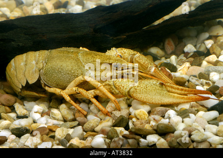 Dolce vita gamberi aragosta Flusskrebs Astacus Orconectes virilis Foto Stock
