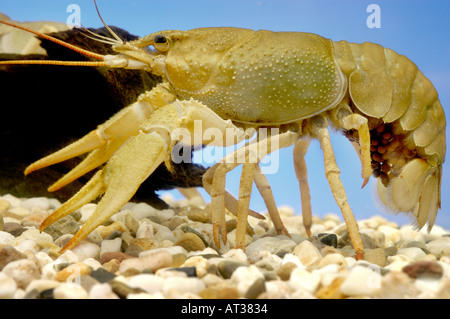 Dolce vita gamberi aragosta Flusskrebs Astacus Orconectes virilis uova roe trasportare portante Foto Stock