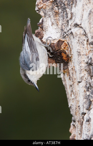 Pigmeo di picchio muratore Sitta pygmaea adulto arrampicata su albero di pino Rocky Mountain National Park Colorado USA Giugno 2007 Foto Stock