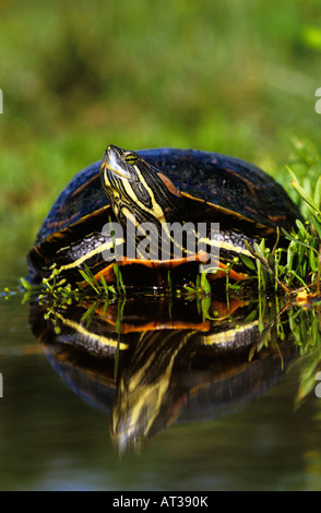Rosso-eared Slider Trachemys scripta elegans adulto ensoleillement Willacy County Rio Grande Valley Texas USA Aprile 2004 Foto Stock