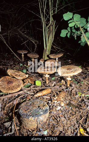 Il rossore fungo di legno . Squamosa fungo di legno, Pineta fungo. Il legno di funghi Agaricus silvaticus Foto Stock