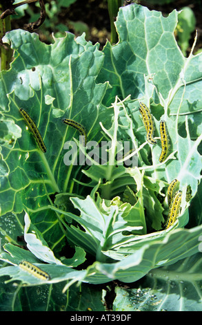 Cavolo Caderpillars bianco (Pieris rapae) mangiare cavoli che ora sembrano merletti. Foto Stock