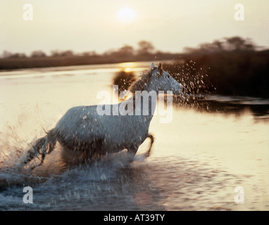 Cheval camarguais Francia Equus gregge greggi sponda interna 13 Agricoltura Agricoltura Agricoltura aria Alpes Azur animale Babie Foto Stock
