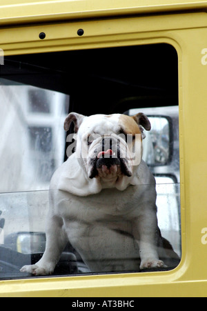 Bulldog seduto in un carrello Foto Stock