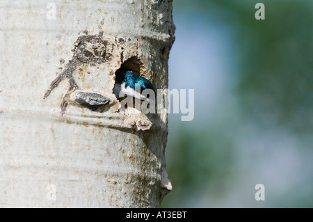 Tree Swallow Tachycineta bicolor maschio adulto in cavità di nidificazione in Aspen Tree Rocky Mountain National Park Colorado USA Giugno 2007 Foto Stock