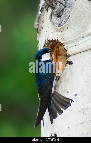 Tree Swallow Tachycineta bicolor maschio adulto in cavità di nidificazione in Aspen Tree Rocky Mountain National Park Colorado USA Giugno 2007 Foto Stock