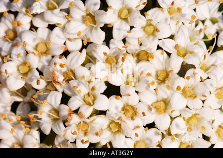 Wayfaring Tree Viburnum lantana blossom vicino il Parco Nazionale del lago di Neusiedl Burgenland Austria Aprile 2007 Foto Stock
