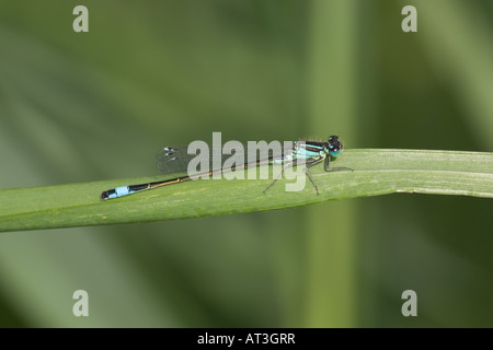 Blue tailed Damselfly o comune Ischnura Ischnura elegans maschio su lama di erba Foto Stock