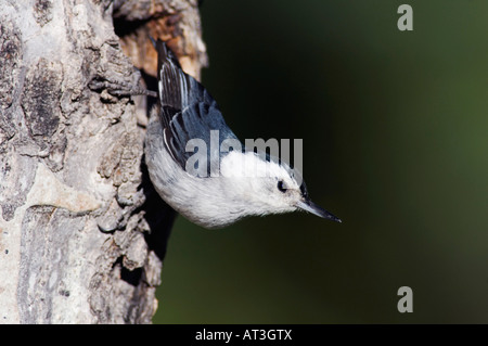 Bianco-breasted picchio muratore Sitta carolinensis maschio adulto a cavità di nidificazione in Aspen Tree Rocky Mountain NP Colorado USA Foto Stock