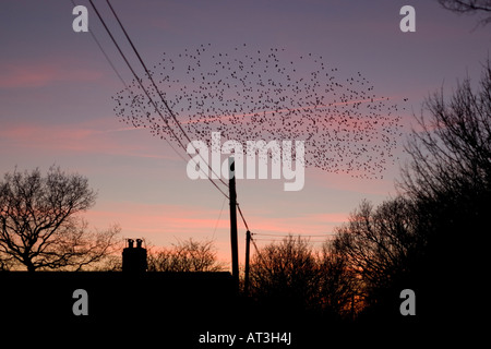 Starling Sternus vulgaris stormo di uccelli provenienti da posatoio al tramonto Foto Stock