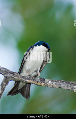 Tree Swallow Tachycineta bicolor maschio adulto cantando Rocky Mountain National Park Colorado USA Giugno 2007 Foto Stock