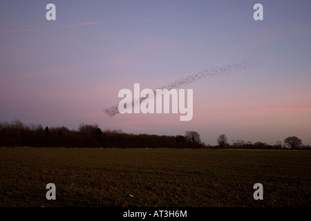 Starling Sternus vulgaris stormo di uccelli provenienti da posatoio al tramonto Foto Stock