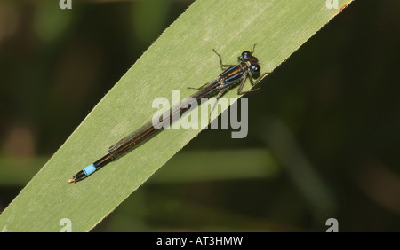 Blue tailed Damselfly o comune Ischnura Ischnura elegans femmina su lama di erba Foto Stock