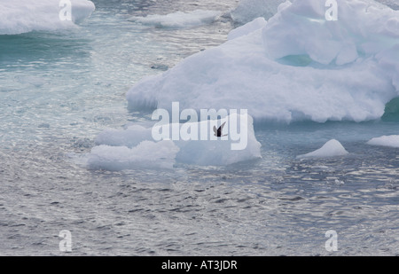 Wilsons Petrel in volo su Iceberg Foto Stock