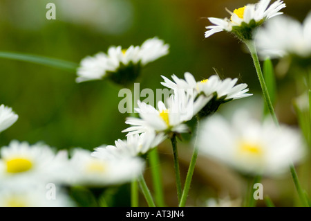 In prossimità di un campo di Camomilla blooming Foto Stock