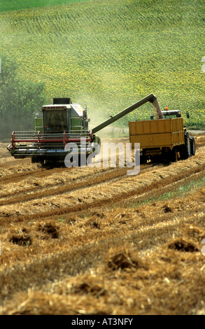 Raccolto sul campo in Auvergne, Francia Foto Stock