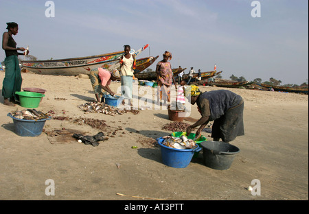 La Gambia Gunjur la pesca le donne per la cernita del pescato Foto Stock