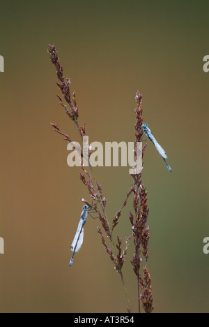 Damselfly Smeraldo - coppia di appoggio Foto Stock