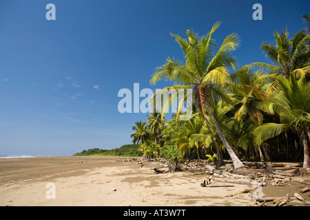 Costa Rica Uvita Parque Nacional Marino Bellena spiaggia orlata di palme Foto Stock