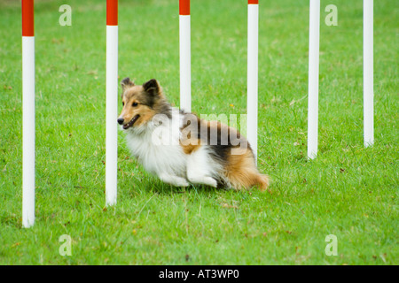 Foto di stock delle Shetland Sheepdog racing attraverso agilità corso poli di tessitura Foto Stock